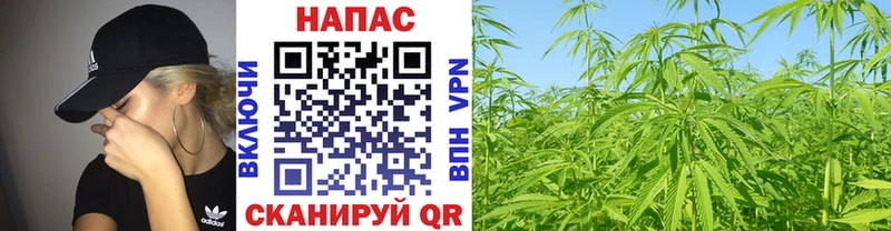 blacksprut ссылка  Чулым  Конопля ГИДРОПОН 